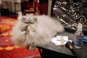 7 Epically Adorable Pictures From The Norwegian Forest Cat Show