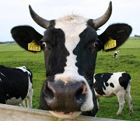 Funny animals of the week - 21 February 2014 (40 pics), a cow with human ready to kiss pattern of its face