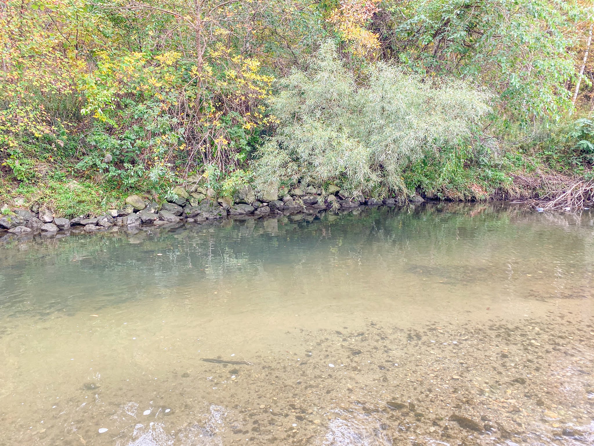 Where to See the Salmon Run in the Greater Toronto Area