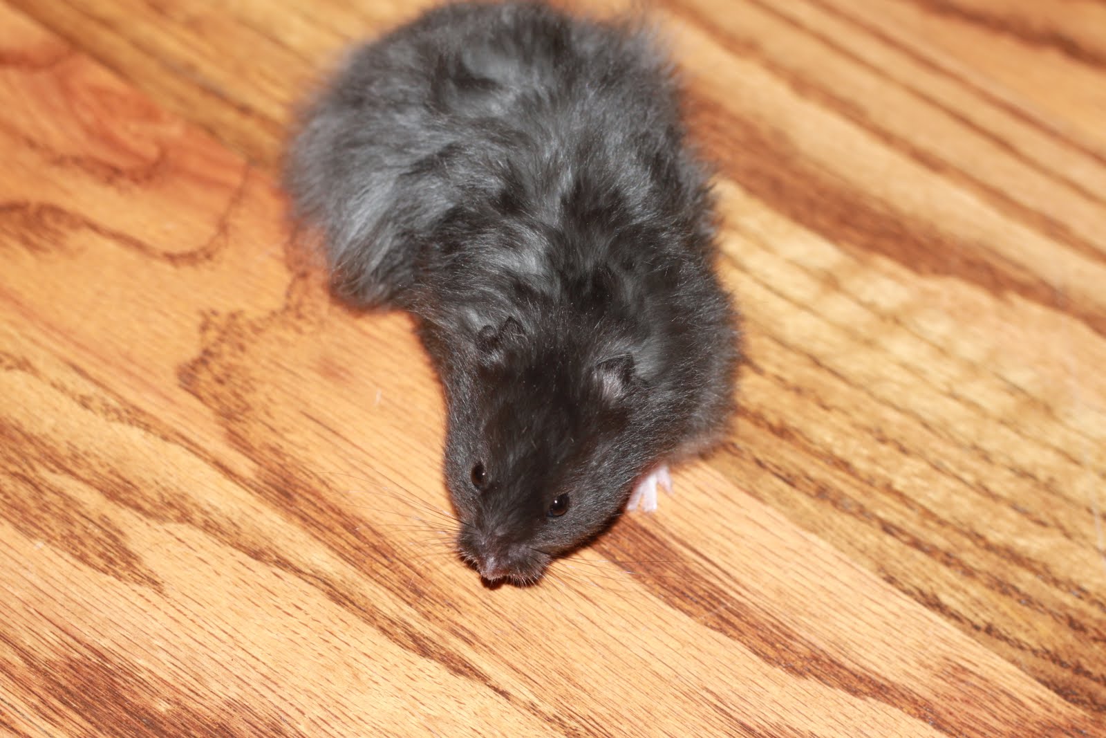 Black Bear Hamster