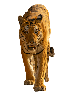 Tiger Standing HD PNG Images Download