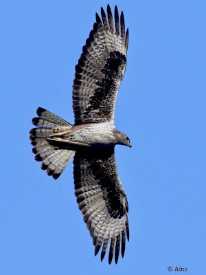 "Bonelli's Eagle - Aquila fasciata.winter visitor scanning the terrain."
