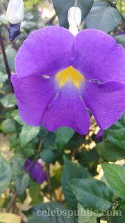 Thunbergia erecta