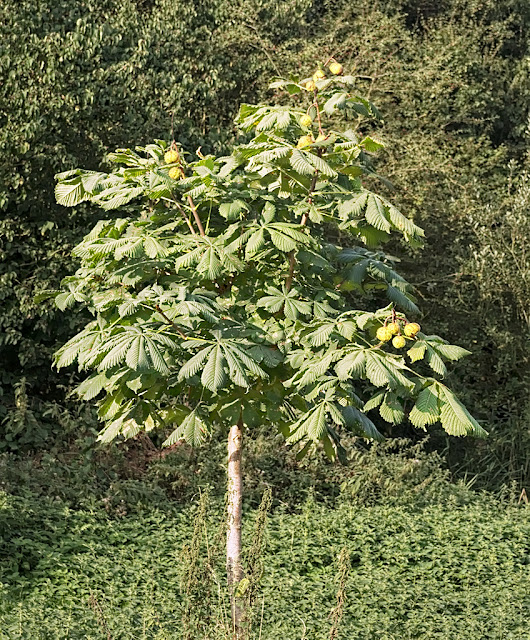 Small horse chestnut tree with conkers
