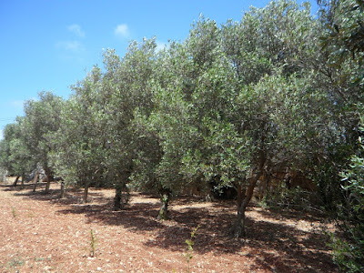 alberi da frutto