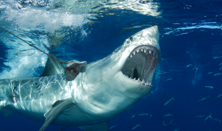 Great White Shark