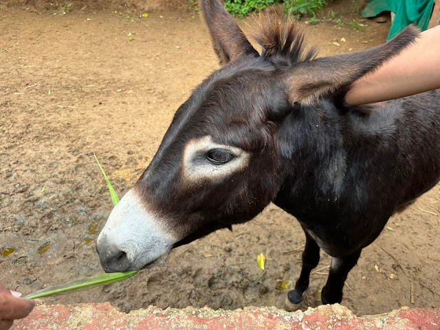 Donkey feeding at Praani pet sanctuary