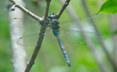 Black-tipped Darner (Aeshna tuberculifera) 