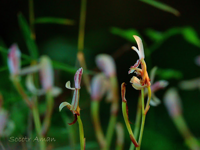 Cymbidium macrorhizon