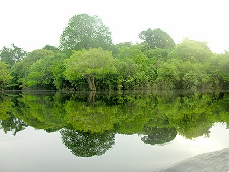 Estação Ecológica de Anavilhanas | Amazonas