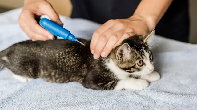 Blue Cross microchipping a tabby cat