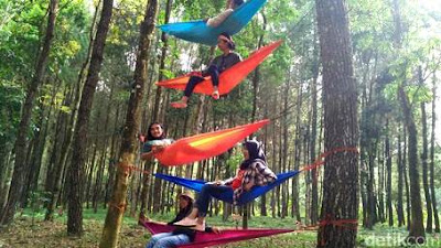 Wisata hutan pinus banyuwangi