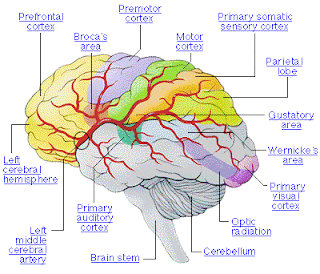 what is brain cancer