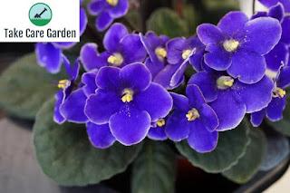 The Ultimate Guide to Growing and Caring for African Violets