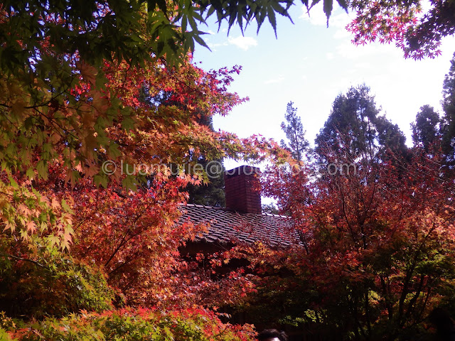 Fushoushan Farm maple autumn foliage