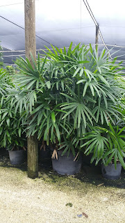 Rhapis excelsa, Hedge Palm