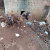 Maus-tratos: Cães são resgatados após denúncia em Apucarana