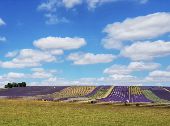 The lavender fields early July, image courtesy of Diana Taylor