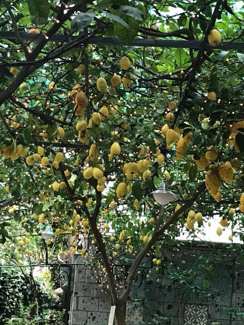 Lemons in Sorrento