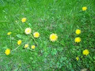 Taraxacum, dandelions, dientes de león