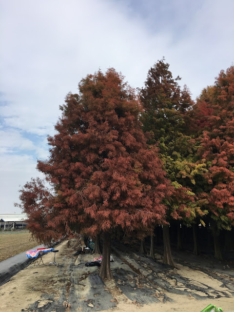 Liujia bald cypress, Tainan, Taiwan