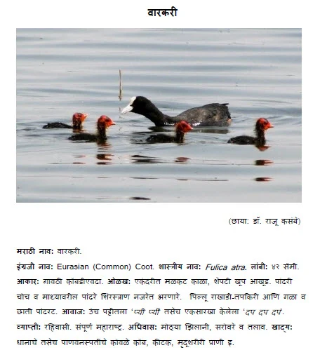Eurasian coot warkari bird information in marathi