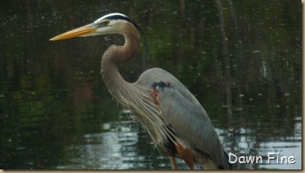 Chassahowitzka River  area_026