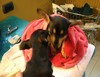 Chihuahua bath