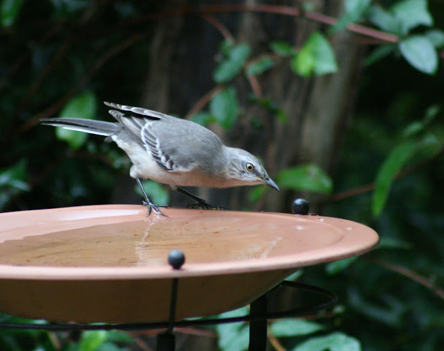 Drinking Water Bird