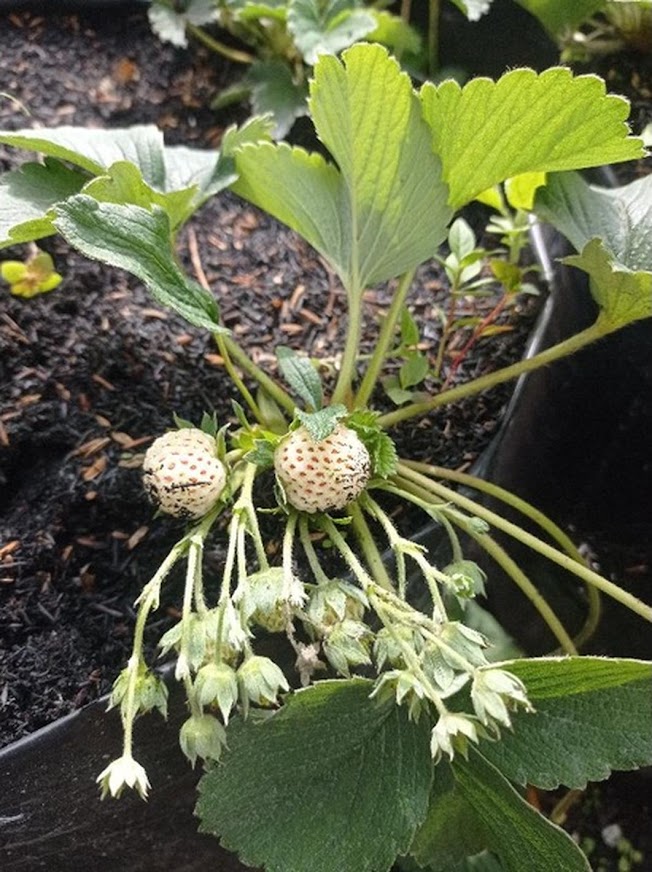 Strawberry Putih Pineberry Sumatra Barat