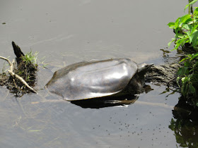 softshell turtle