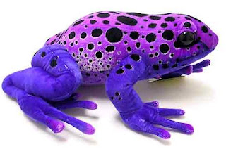 Poison+dart+frog+purple.jpg (490×325)