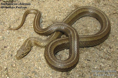 Chilean slender snake