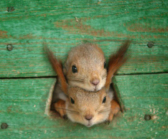 Fotos Divertidas de Animales