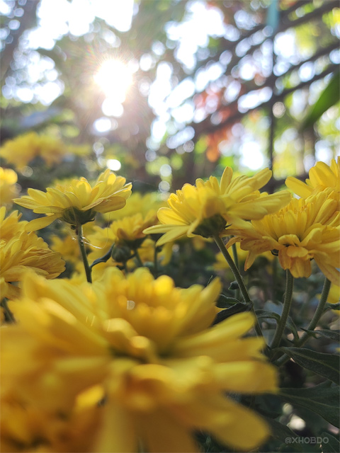 Blooming Yellow Chrysanthemum