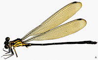 http://sciencythoughts.blogspot.co.uk/2014/05/a-new-species-of-damselfly-from-la.html