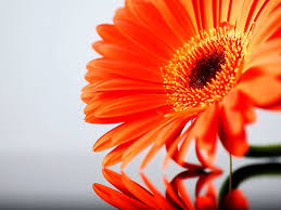 Gambar Bunga Gerbera