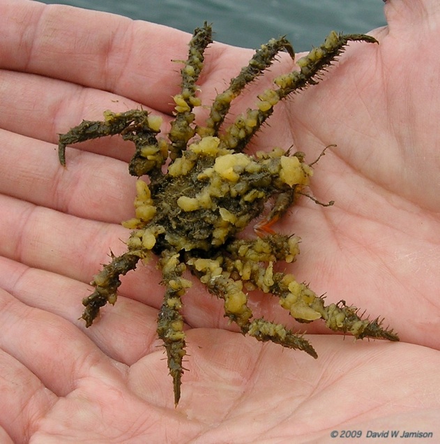 Graceful Decorator Crab (Oregonia gracilis), Gulf of Alaska…