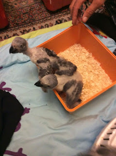 Baby African Greys