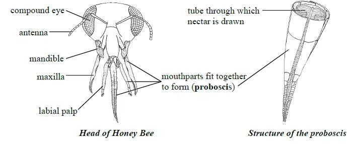 Head o honey bee and the structure of proboscis