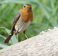 Petirrojo europeo. (Erithacus rubecula)