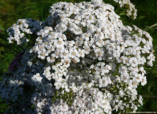 Achillée millefeuille