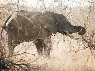 foto de elefantes en zafari
