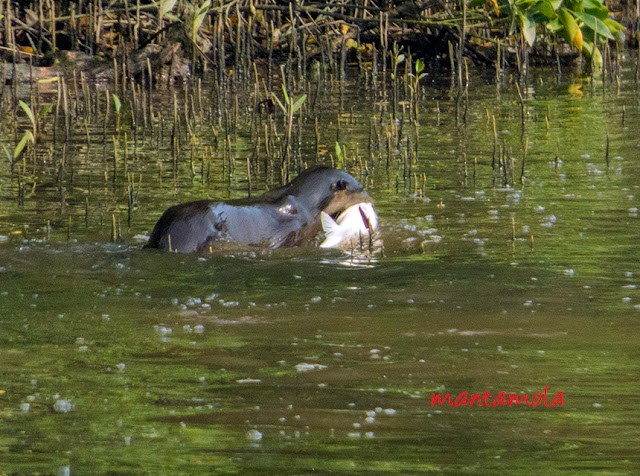 Smooth-coated otter (Lutrogale perspicillata)