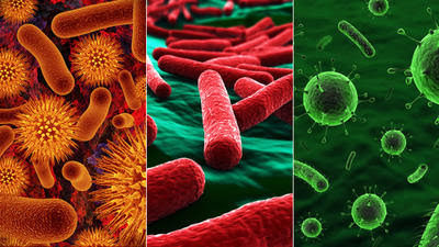 Bacteria Definition : What Is Bacteria