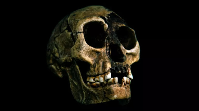 Ένα κρανίο του Homo floresiensis, ενός είδους με το παρατσούκλι «χόμπιτ». [Credit: Universal History Archive]