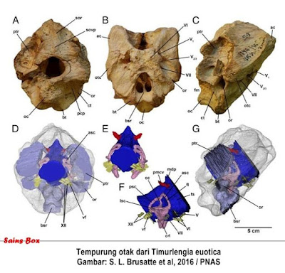 Periode yang Hilang di Evolusi T Rex Kini Terungkap