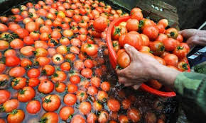 Want cheap industry imports canned tomatoes