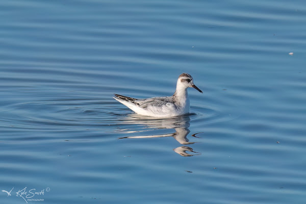 Grey phalarope