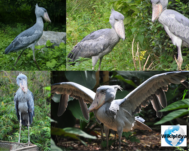 How Many Species Of Storks? The part two , The Milky Stork, African openbill, Jabiru, Oriental stork, Woolley-necked stork, Abdim’s Stork, The Maguari stork, The Lesser Adjutant, Storm’s Stork, andThe Shoebill